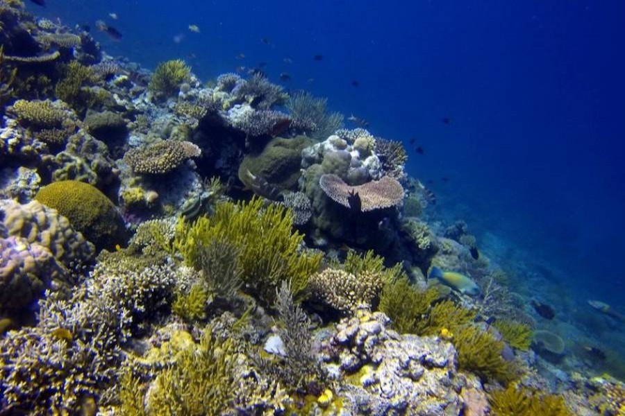 ADB to support coral reefs ecosystem in four Asia-Pacific countries 