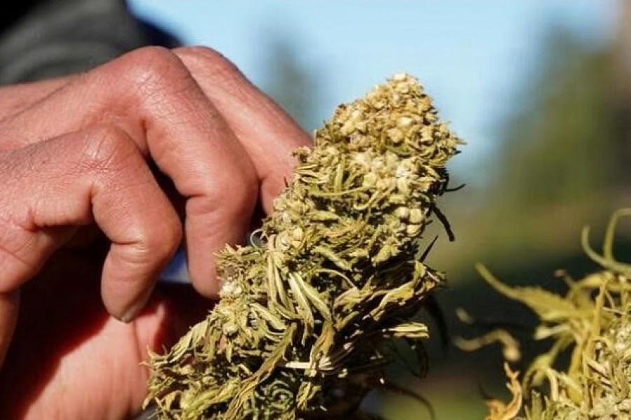 A farmer tends to dried cannabis bundle in Ketama, in the northern Rif mountains, Morocco March 12, 2021. Picture taken March 12, 2021. REUTERS