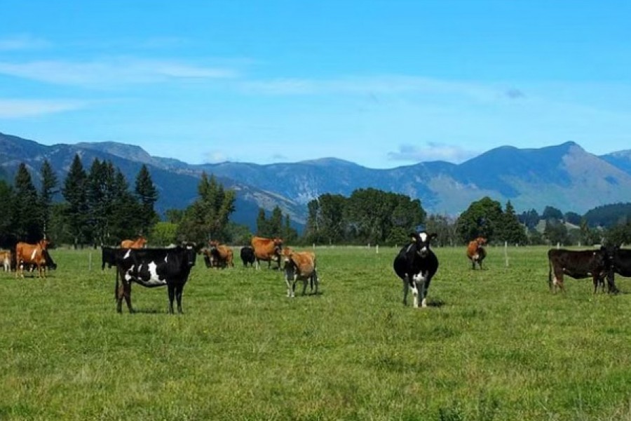 Cattle feed in a field in Golden Bay, South Island, New Zealand March 29, 2016. REUTERS/Henning Gloystein