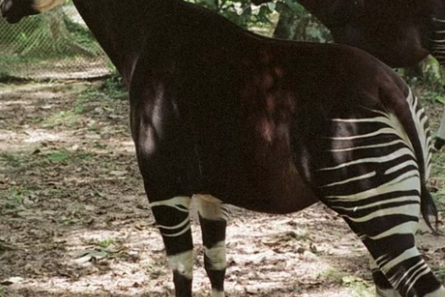 An okapi stands in the Ituri forest in the Congo July 4, 2001 REUTERS