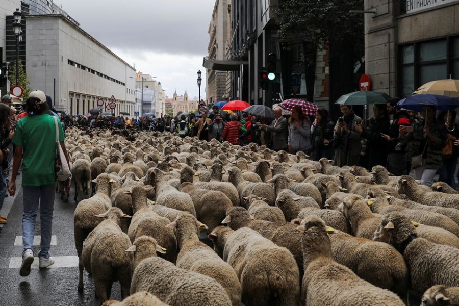 People watch a flock during the annual sheep parade, during which shepherds exercise their right to use traditional migration routes for their livestock from northern Spain to winter grazing pasture land in the southern areas of the country, on the streets of Madrid, Spain, October 23, 2022. REUTERS/Violeta Santos Moura
