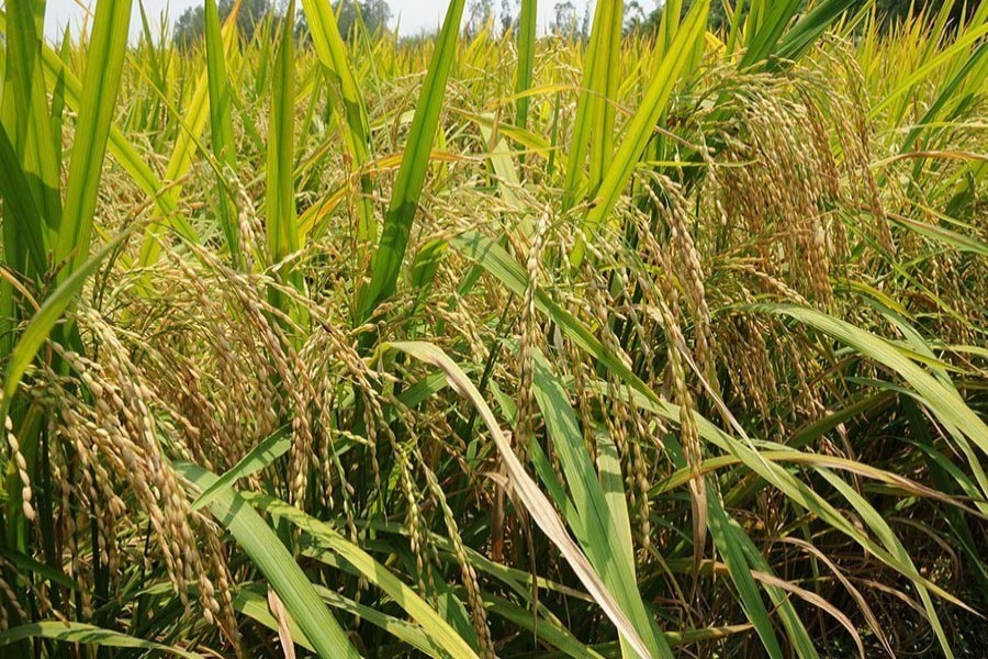 Tk 1.37b incentive for farmers in Rabi crop season