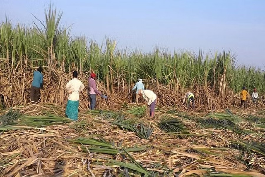 Workers harvest sugarcane in a filed in Gove village in the western state of Maharashtra, India, Nov 5, 2018REUTERS