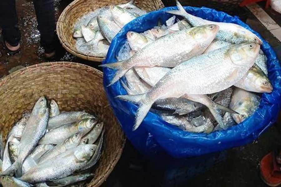 Hilsa fishing resumes as 22-day ban ends on Saturday