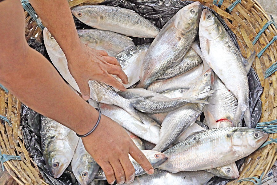 Supply, sale of hilsa still low in city