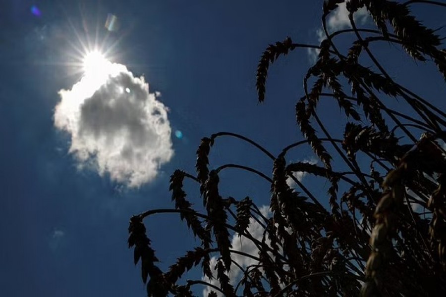 Ears of wheat are seen in a field in the village of Zhurivka, as Russia's attack on Ukraine continues, Ukraine Jul 23, 2022. Reuters