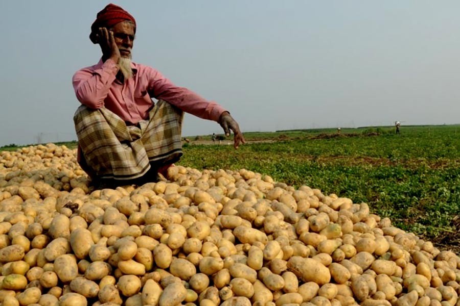 Potato can help avert food crisis