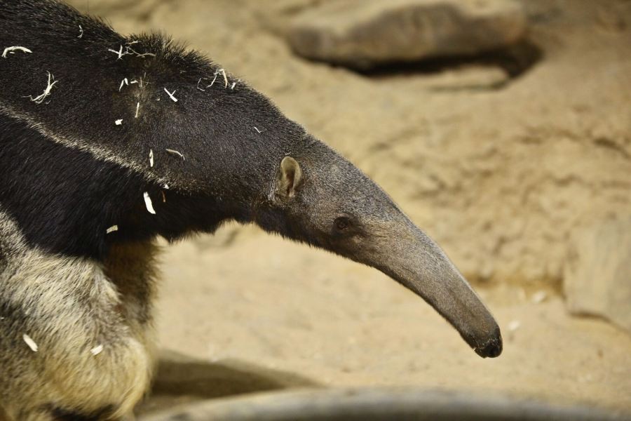 As planet heats, Brazil's anteaters face rising extinction risk