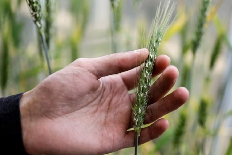 A man handles an ear of wheat in a greenhouse at the Israel Plant Gene Bank at the Volcani Institute in Rishon LeZion, Israel November 3, 2022. REUTERS
