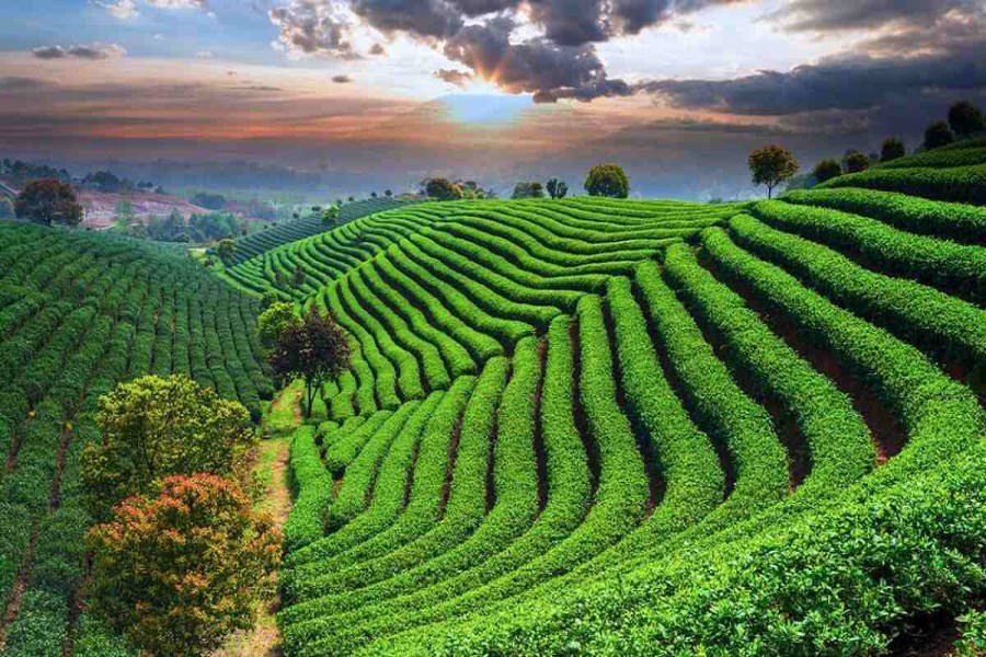 Vietnam keen to work for development of Sylhet tea industry