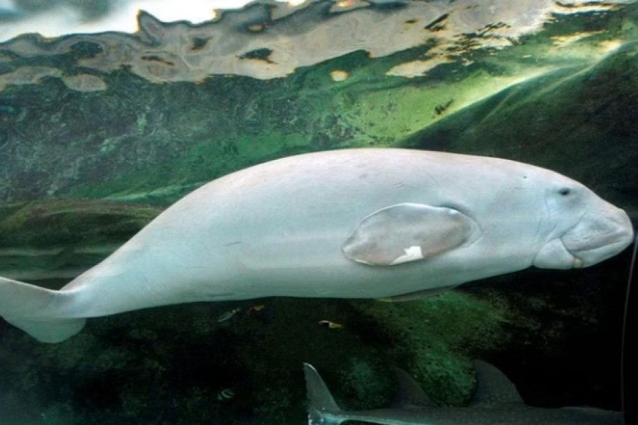 "Wuru," a four-year-old female Dugong, swims in her tank at the Sydney Aquarium Jun 4, 2009. Dugongs graze on sea grass in tropical waters and are sometimes labelled "Sea cows" although their closest living relative is the elephant. REUTERS