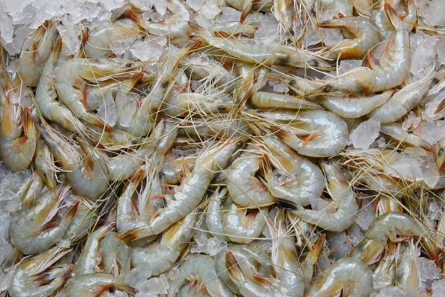 Protecting and promoting frozen fish export