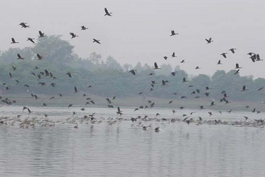 অতিথি পাখির আগমনে মুখর ঠাকুরগাঁওয়ের রামরাই দিঘি