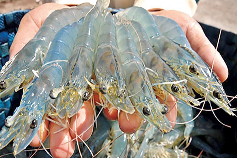 Commercial farming of Vannamei shrimp to start by Mar