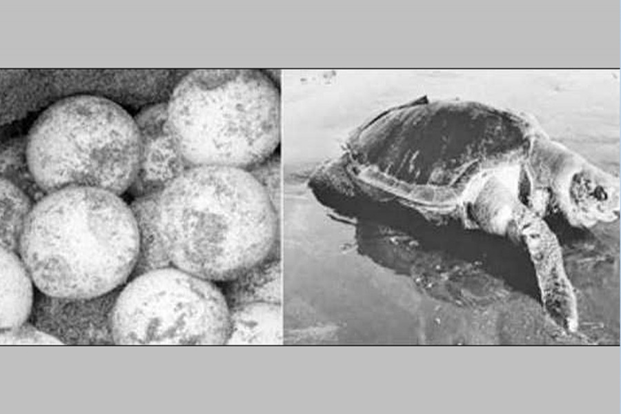 A turtle lays 125 eggs on Cox's Bazar beach