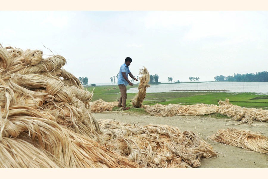 A farmer is seen making jute bundle in Dhunat upazila under Bogura district to sell them to the wholesalers — FE/Files