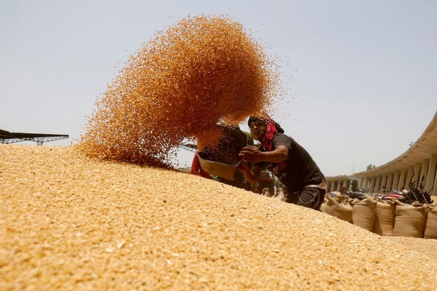 A worker sifts wheat before filling in sacks at the market yard of the Agriculture Product Marketing Committee (APMC) on the outskirts of Ahmedabad, India, May 16, 2022. REUTERS/Amit Dave
