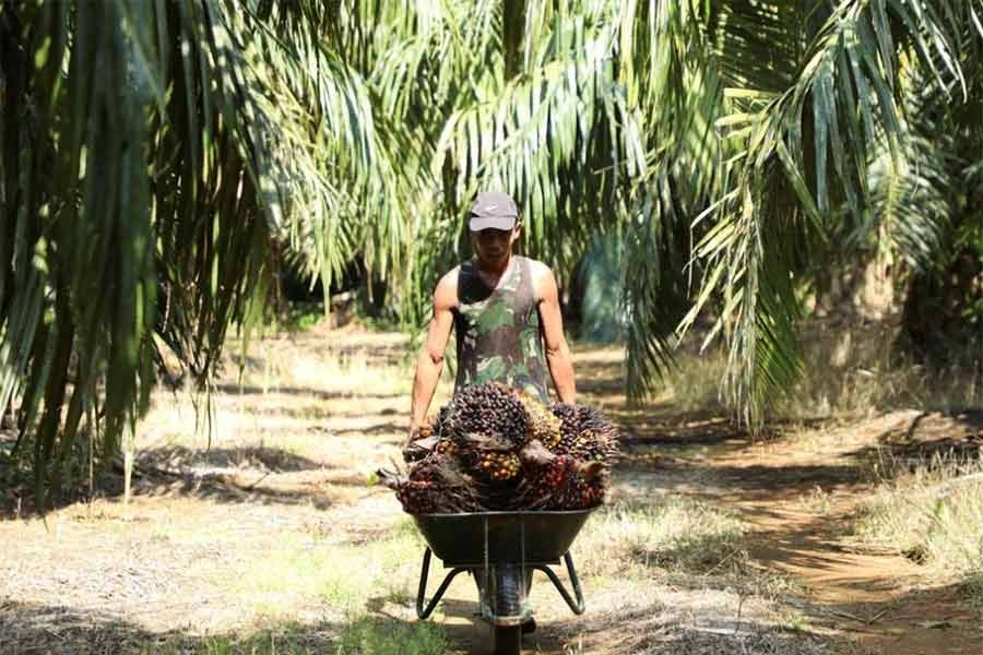 A worker pushing a wheelbarrow of fresh fruit bunches of oil palm tree during harvest at a palm oil plantation in Selangor of Malaysia on April 26 last year -Reuters file photo