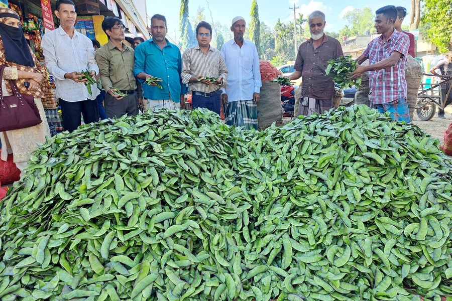 Fortune smiles on Sylhet bean cultivators
