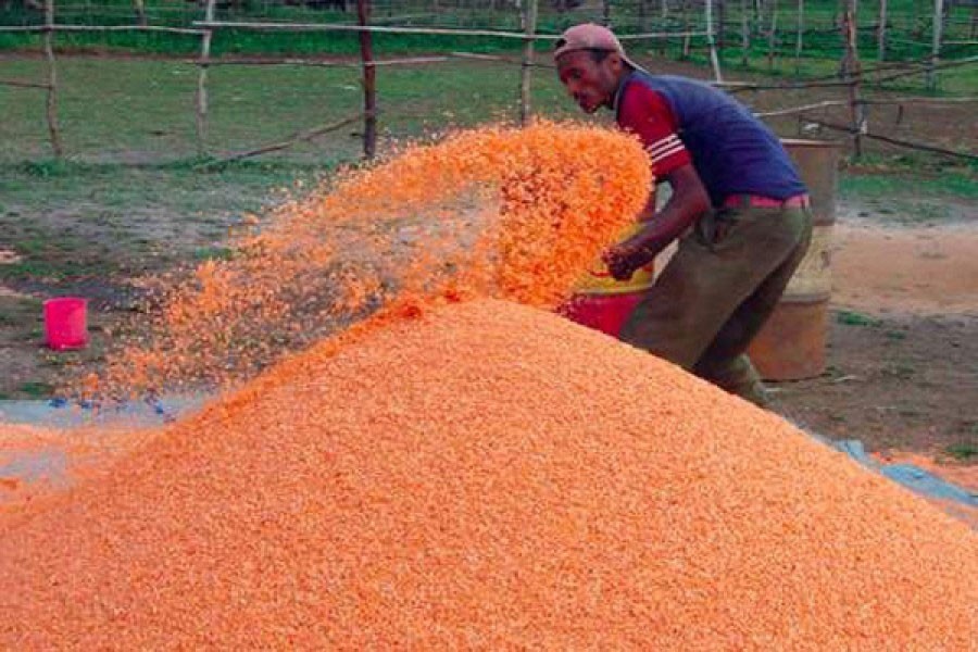 Govt to buy 8,000 tonnes of lentil