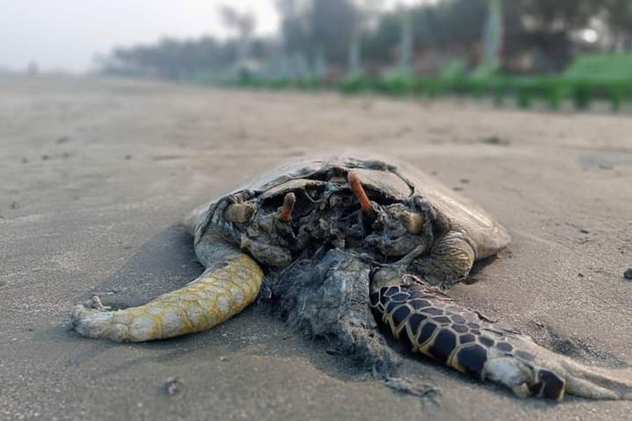 Photo shows the carcass of a turtle lying on the sandy shore of Saint Martin's Island — FE Photo