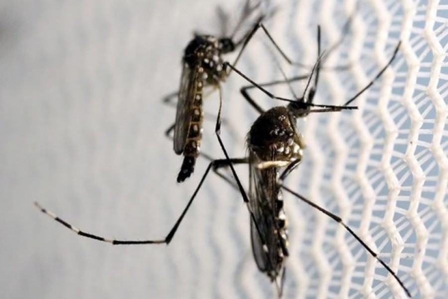 Miami lesson for mosquito eradication   
