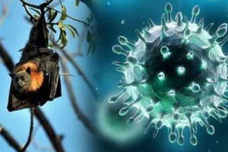 Nipah virus: Transfer of immunity from mother to newborn confirmed for the first time