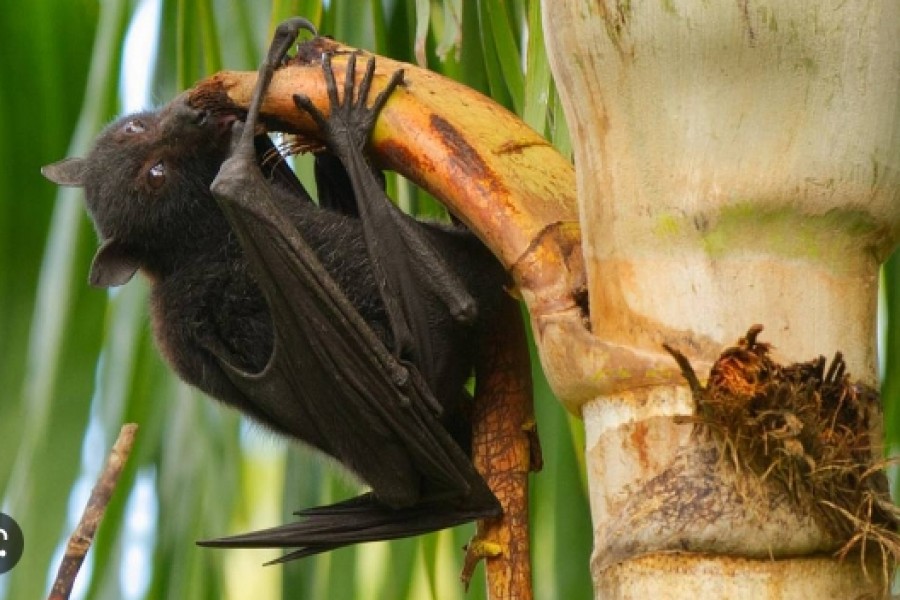 নিপা: মায়ের অ্যান্টিবডি পেয়েছে সন্তানও