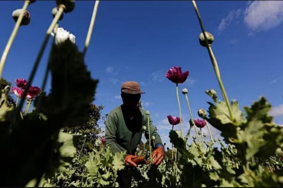 Opium cultivation surging in Myanmar under military rule