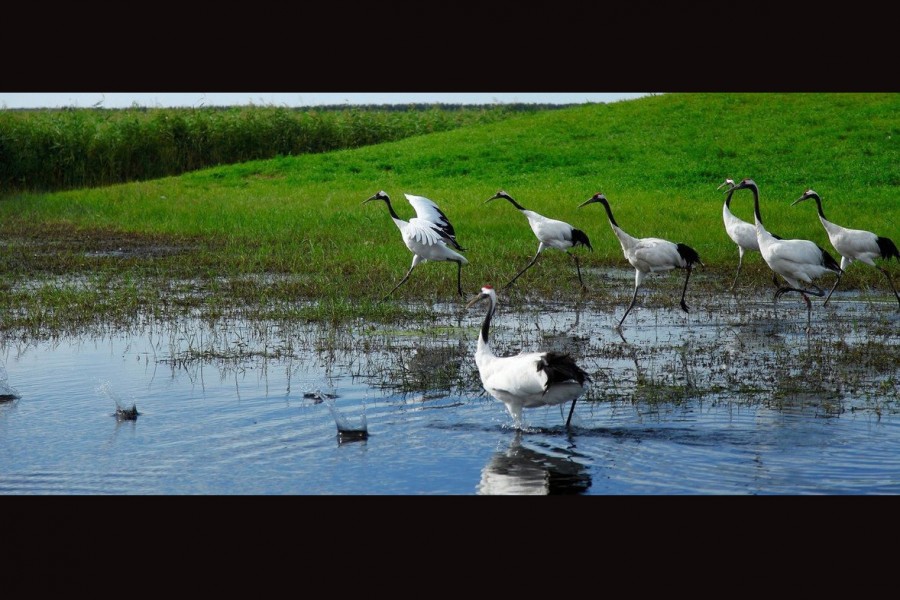 UN: Revive, restore wetlands, home to 40pc of all biodiversity