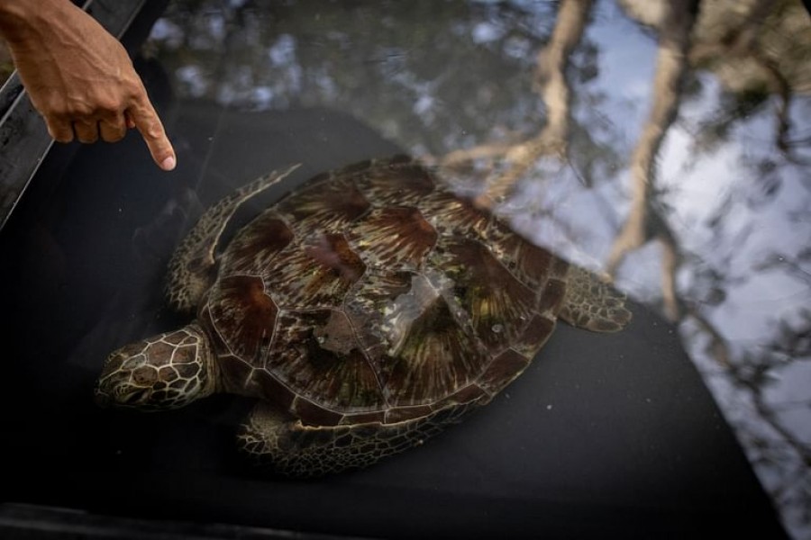 A rescued turtle recovers in a basin at CURMA's center in San Juan, La Union, Philippines, December 19, 2022. |REUTERS