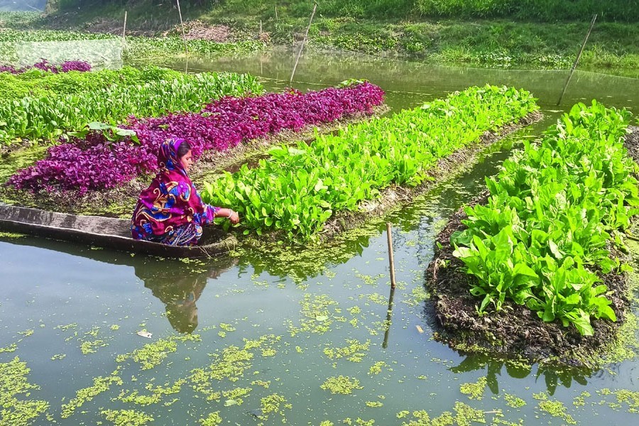 A woman taking care of her vegetables on a floating bed in Harihar river in Jashore district — FE Photo