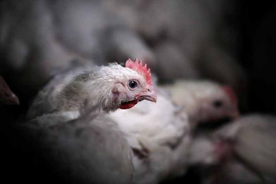 Bird flu situation 'worrying', WHO working with Cambodia